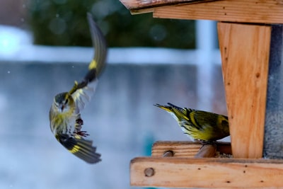 棕色木鸟屋上的黄黑鸟
